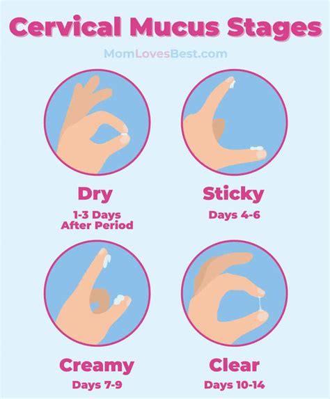 what does mucus look like during ovulation